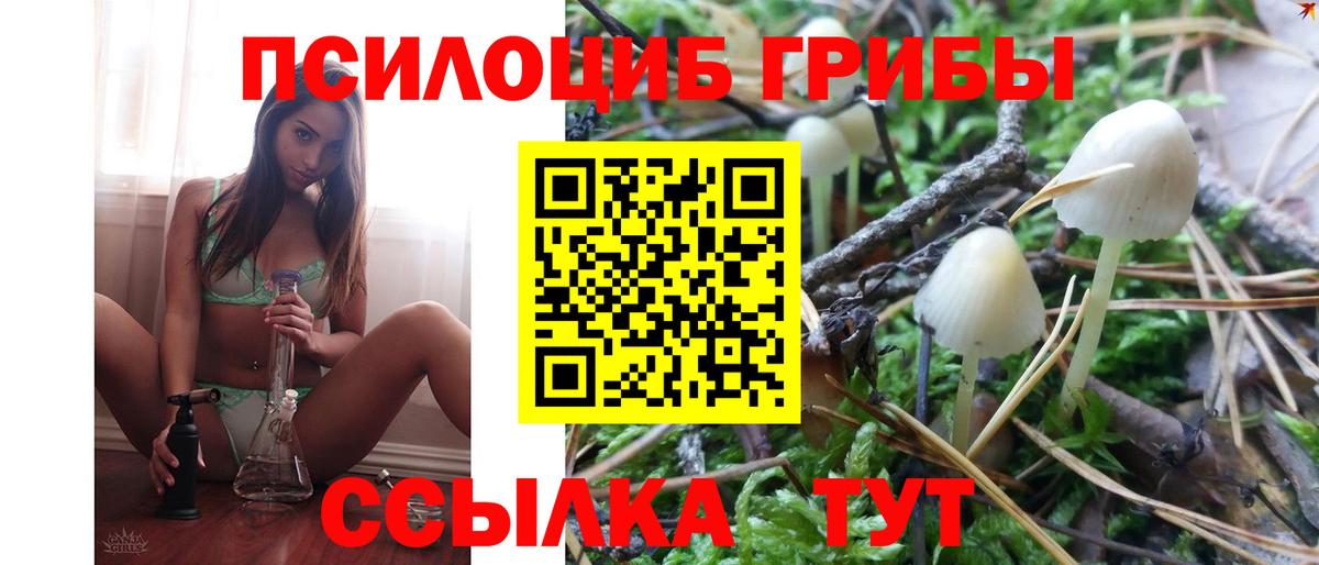 Псилоцибиновые грибы Magic Shrooms  закладка  Вход с VPN  Нижний Новгород  Псилоцибиновые грибы Psilocybine cubensis 